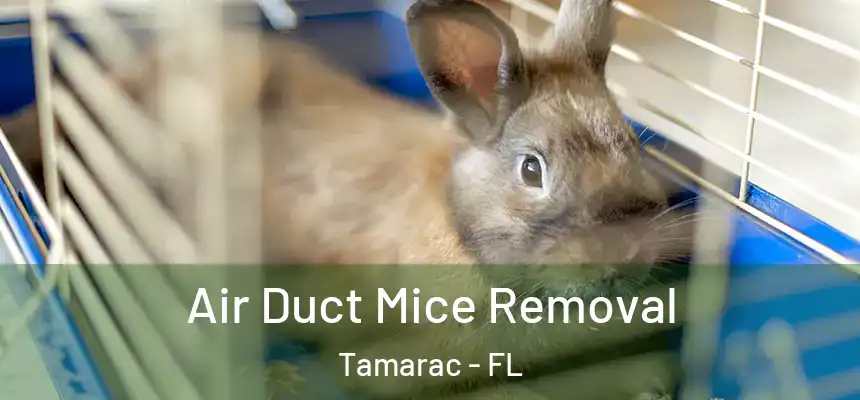 Air Duct Mice Removal Tamarac - FL
